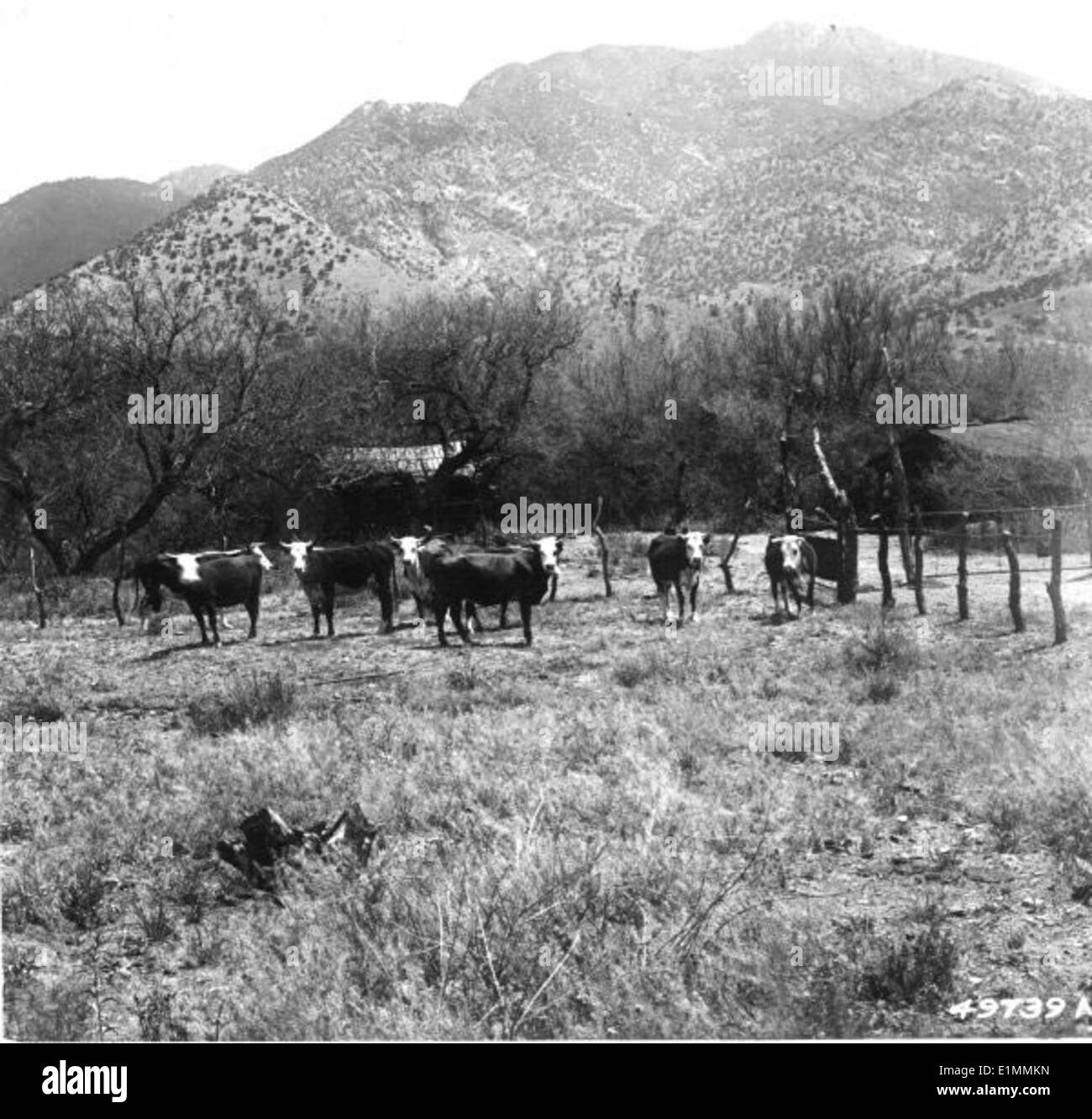 Una storica immagine in bianco e nero del bestiame nella Foresta Nazionale di Coronado. Questa fotografia riflette l'integrazione dell'agricoltura con la protezione dei paesaggi montani nel sud-ovest degli Stati Uniti. Foto Stock