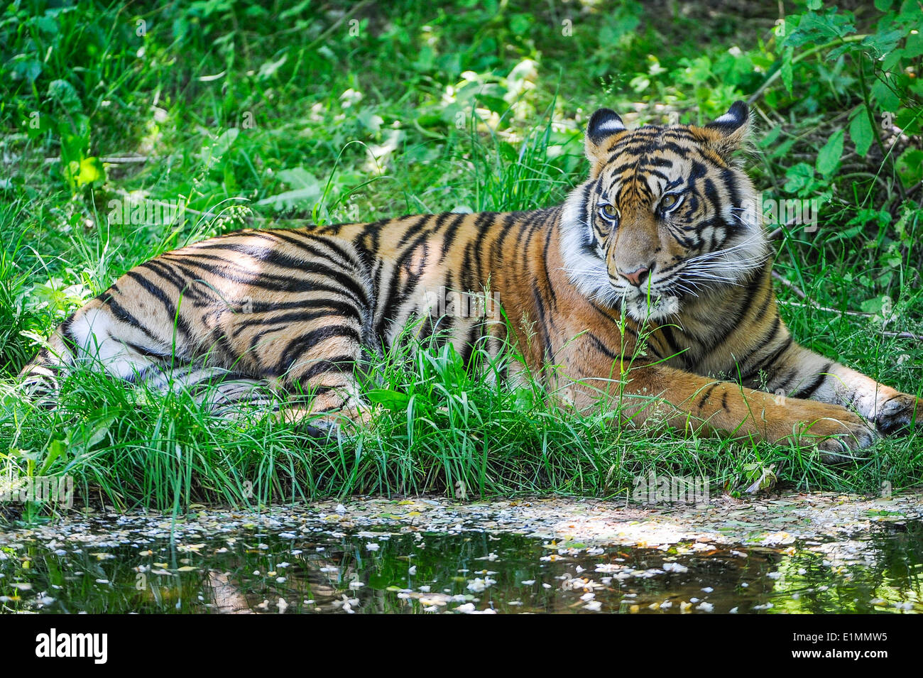 Sumatra-Tiger, Panthera tigris sumatrae, tigre di Sumatra, Predator, Jaeger,kleinste Tigerart, Sumatra, Foto Stock