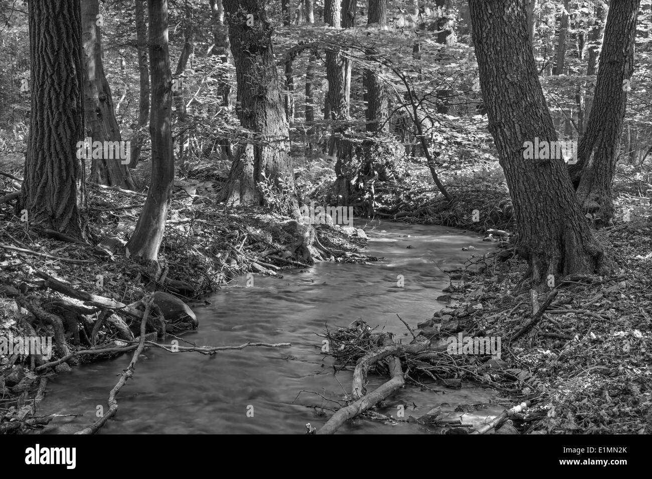 Creek nella foresta dei Piccoli Carpazi - Slovacchia Foto Stock
