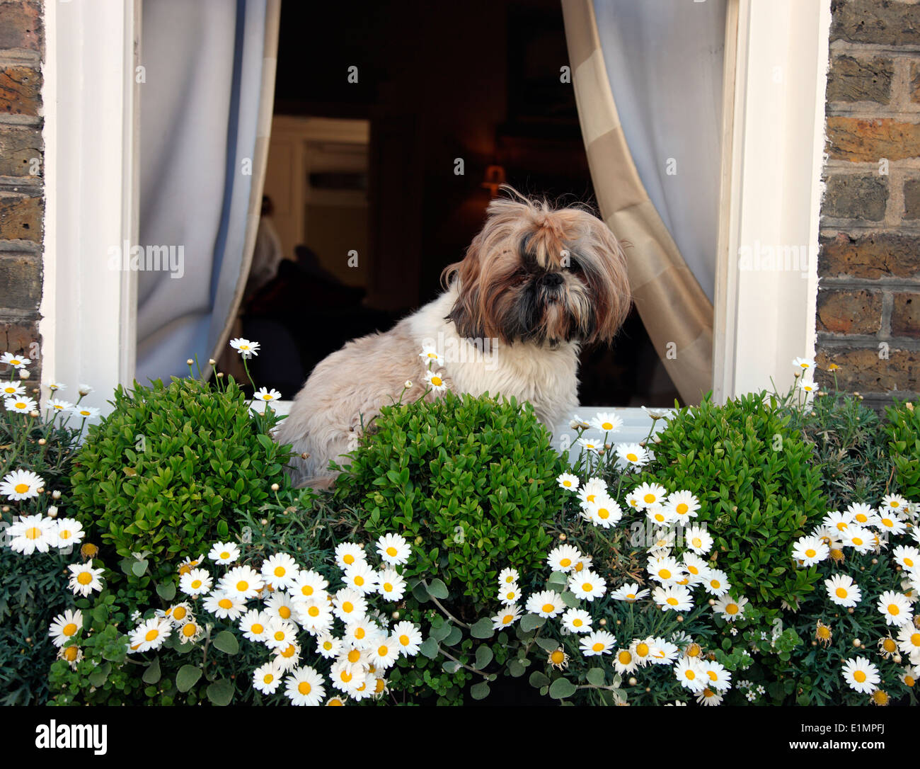 Shih Tzu cane in un Chelsea window box Foto Stock