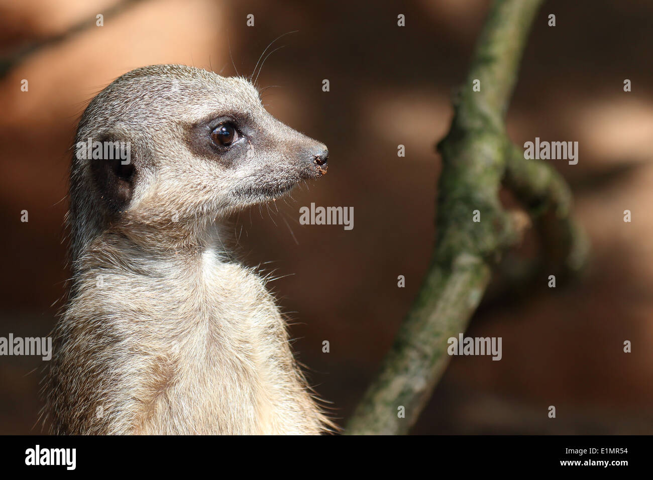 Un profilo colpo di meerkat. Foto Stock