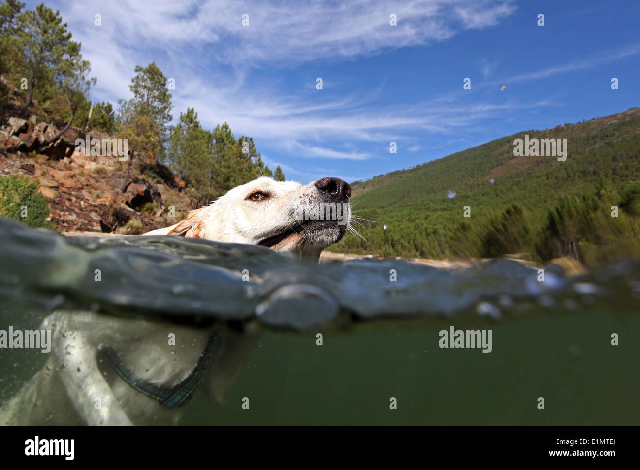 Al di sopra e al di sotto di vista di un cane nuotare nel fiume. Verdelhos, Covilhã, Portogallo. Foto Stock