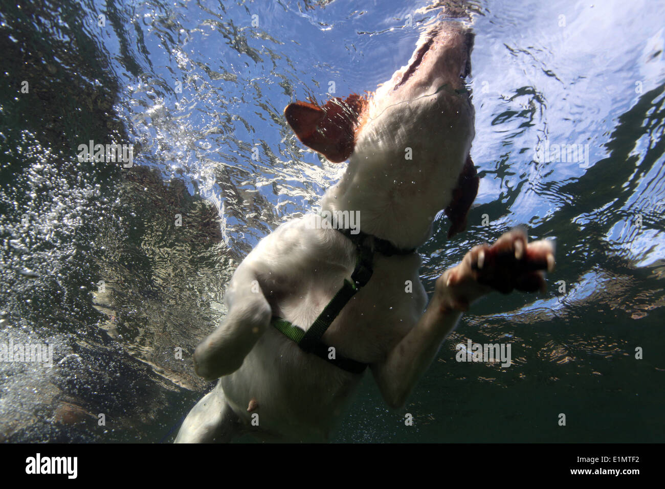 Vista subacquea di un cane nuotare nel fiume. Verdelhos, Covilhã, Portogallo. Foto Stock