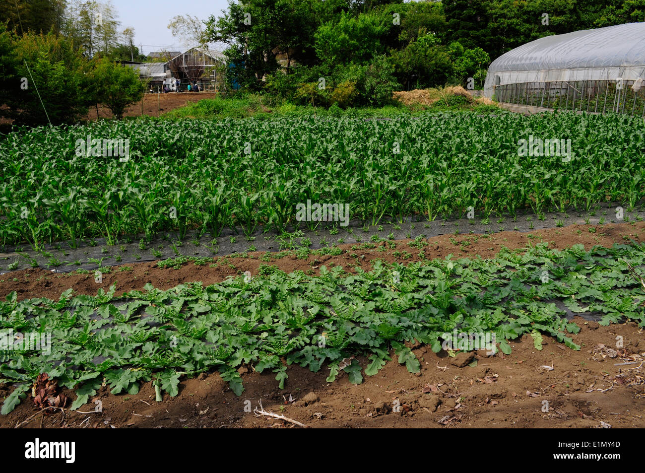 Produttivo area verde,Komae,Tokyo Giappone Foto Stock