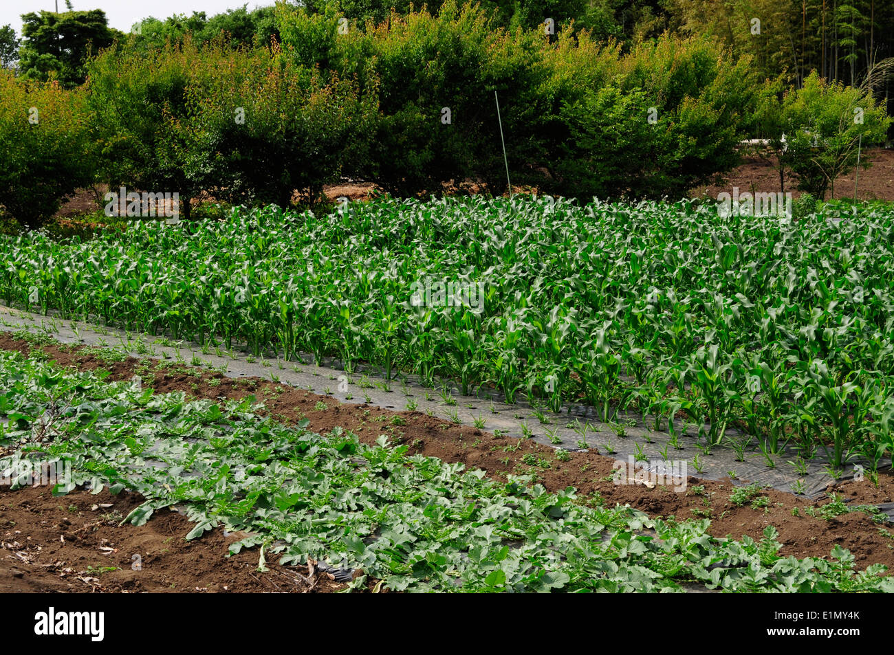 Produttivo area verde,Komae,Tokyo Giappone Foto Stock