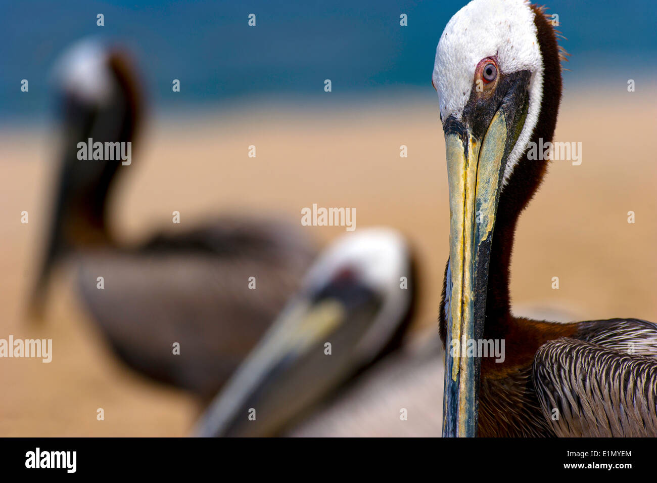 Un pellicano si siede sulla spiaggia con due del suo gregge in background Foto Stock