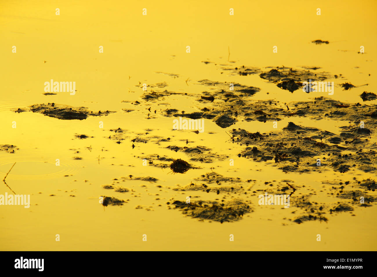 Il fango in sera sfondo luminoso Foto Stock
