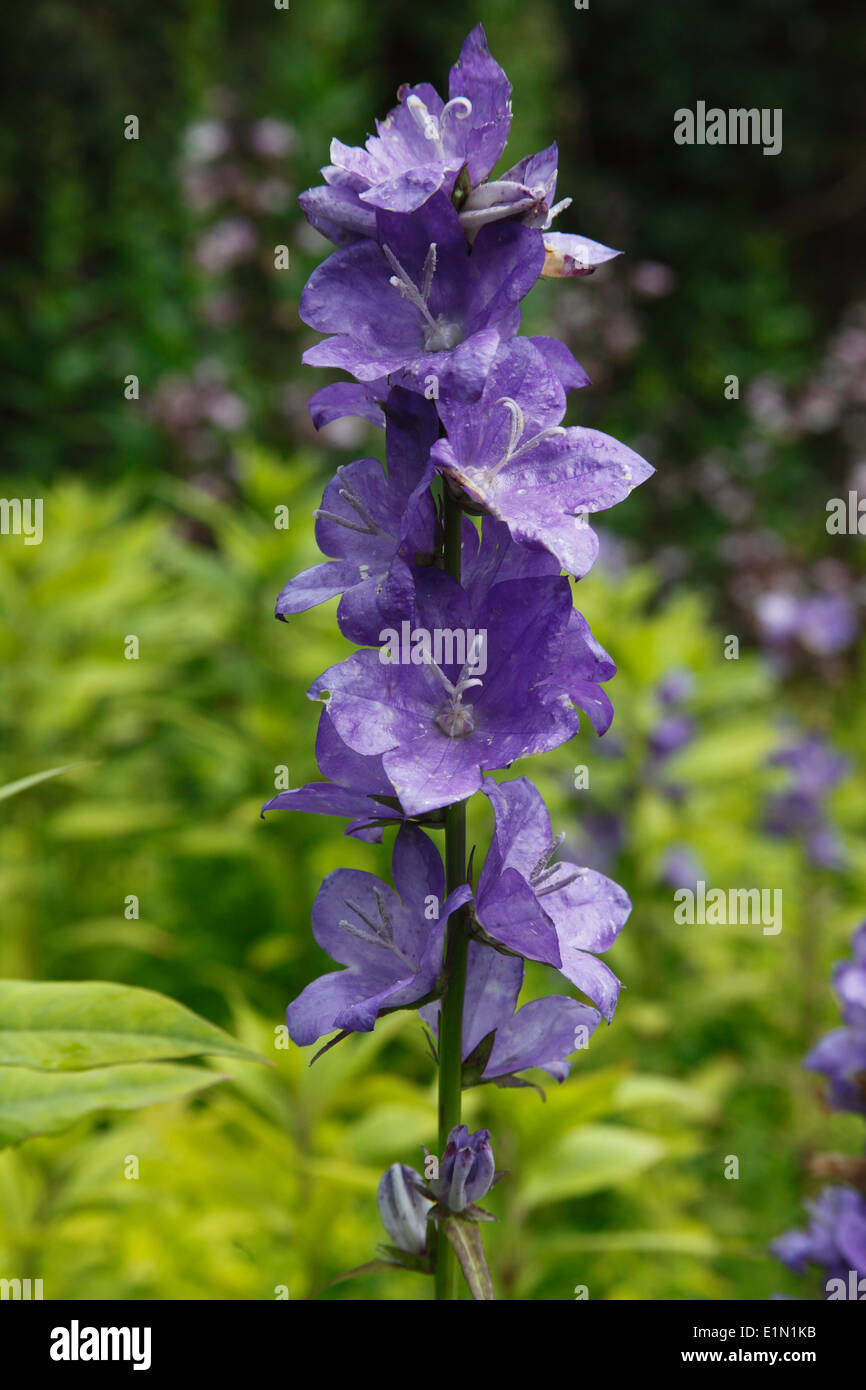 Campanula persicifolia 'Blue Bell'close up di fiori Foto Stock