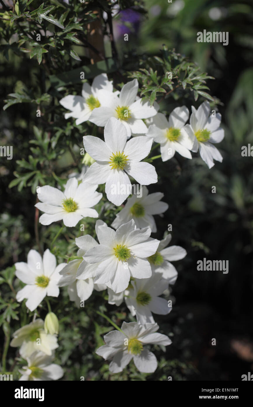 La clematide 'Early sensazione"close up di fiori Foto Stock