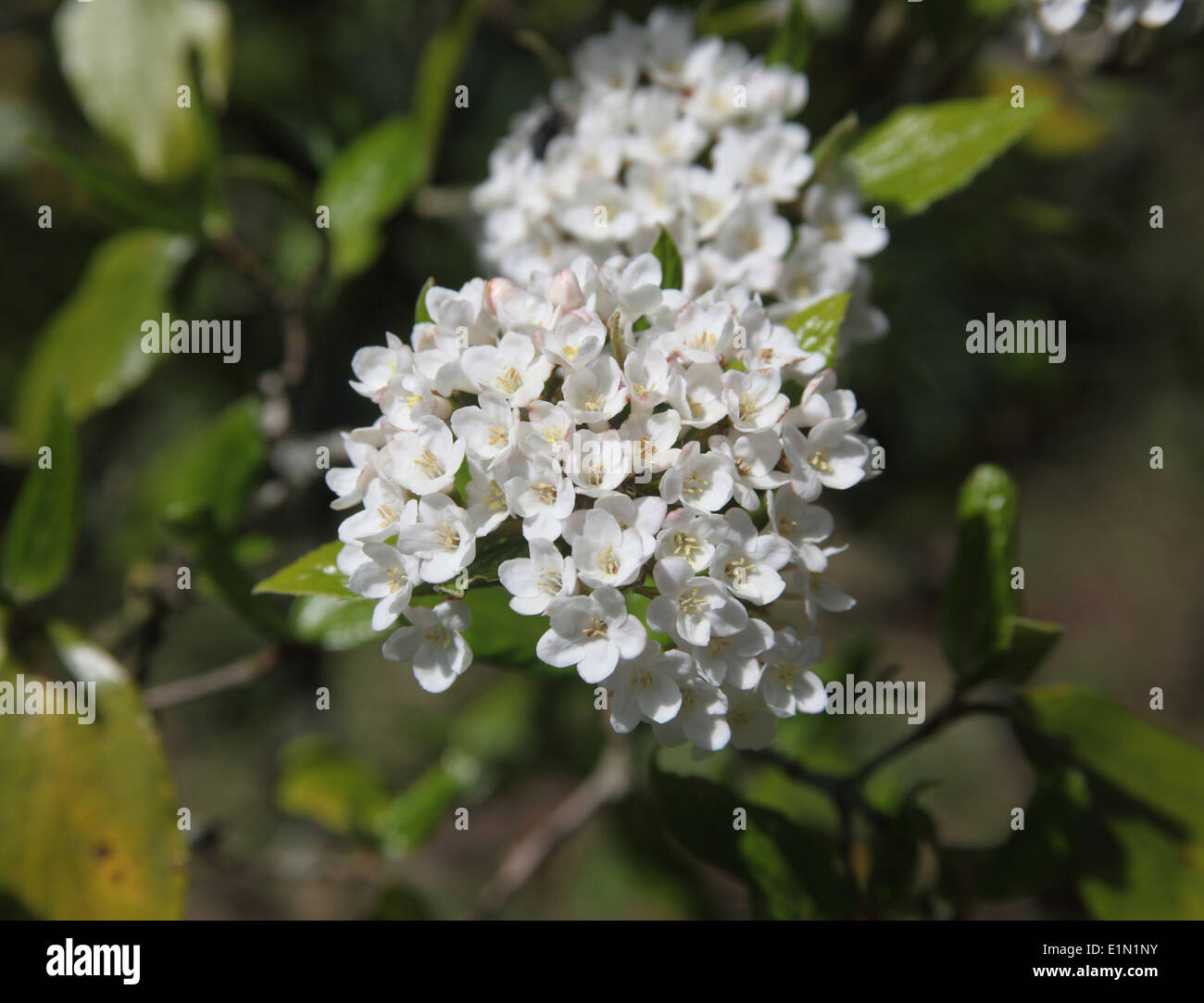 Viburnum carlesii close up di arbusti in fiore Foto Stock