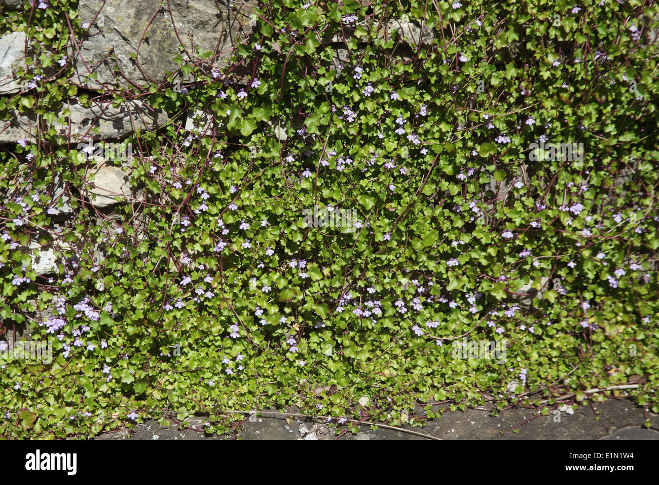 Cymbalaria muralis Ivy lasciava toadflax in fiore sulla parete Foto Stock