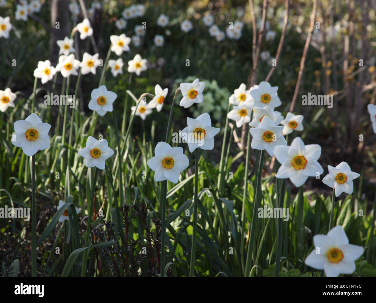 Narcissus 'Merlino' piantagione di massa a Gelli Uchaf Rhydcymerau Galles Foto Stock