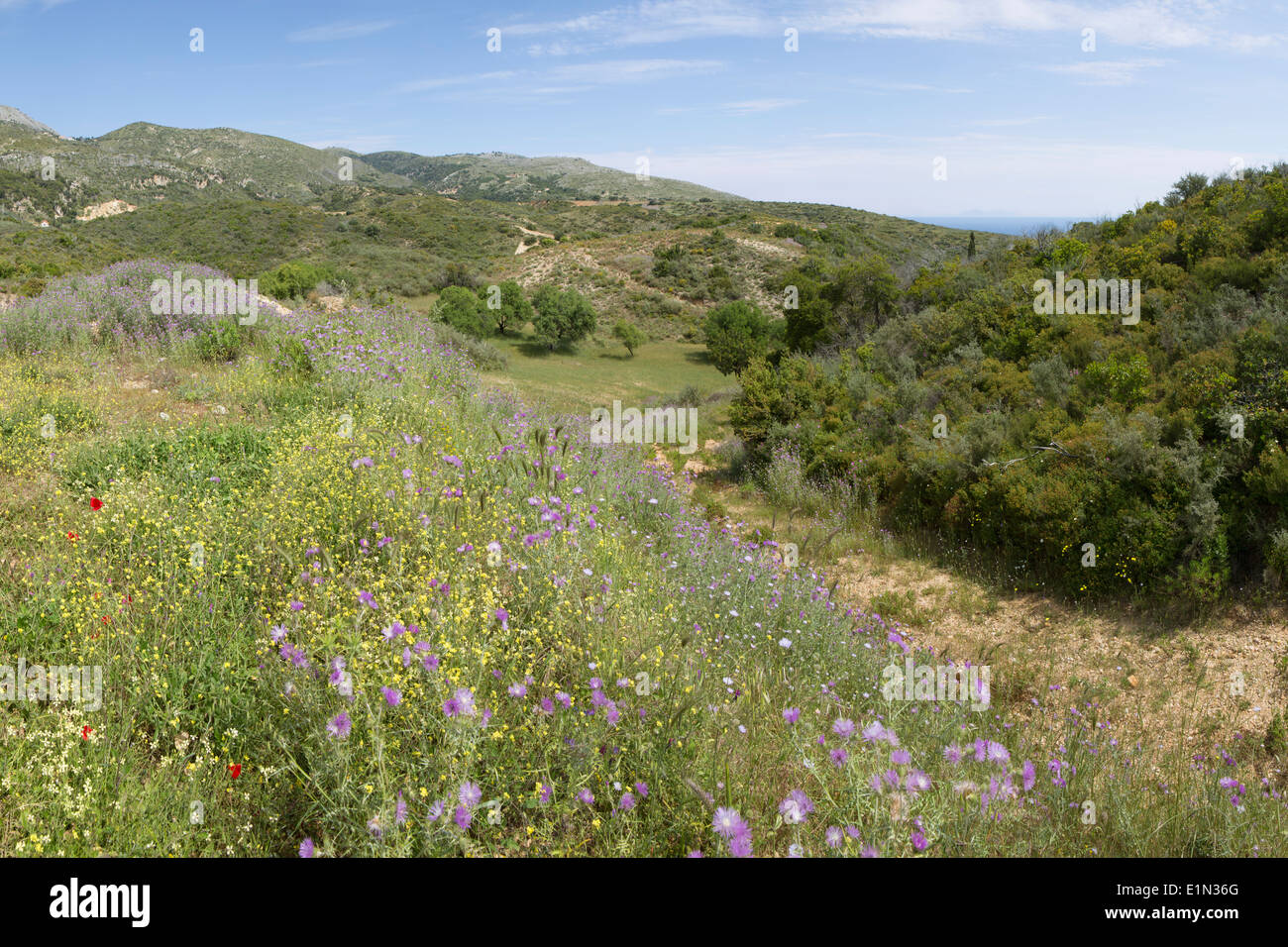 Fiori selvaggi crescono sulle colline tra Skala e vecchi Skala affacciato sul mare a Cefalonia. Foto Stock