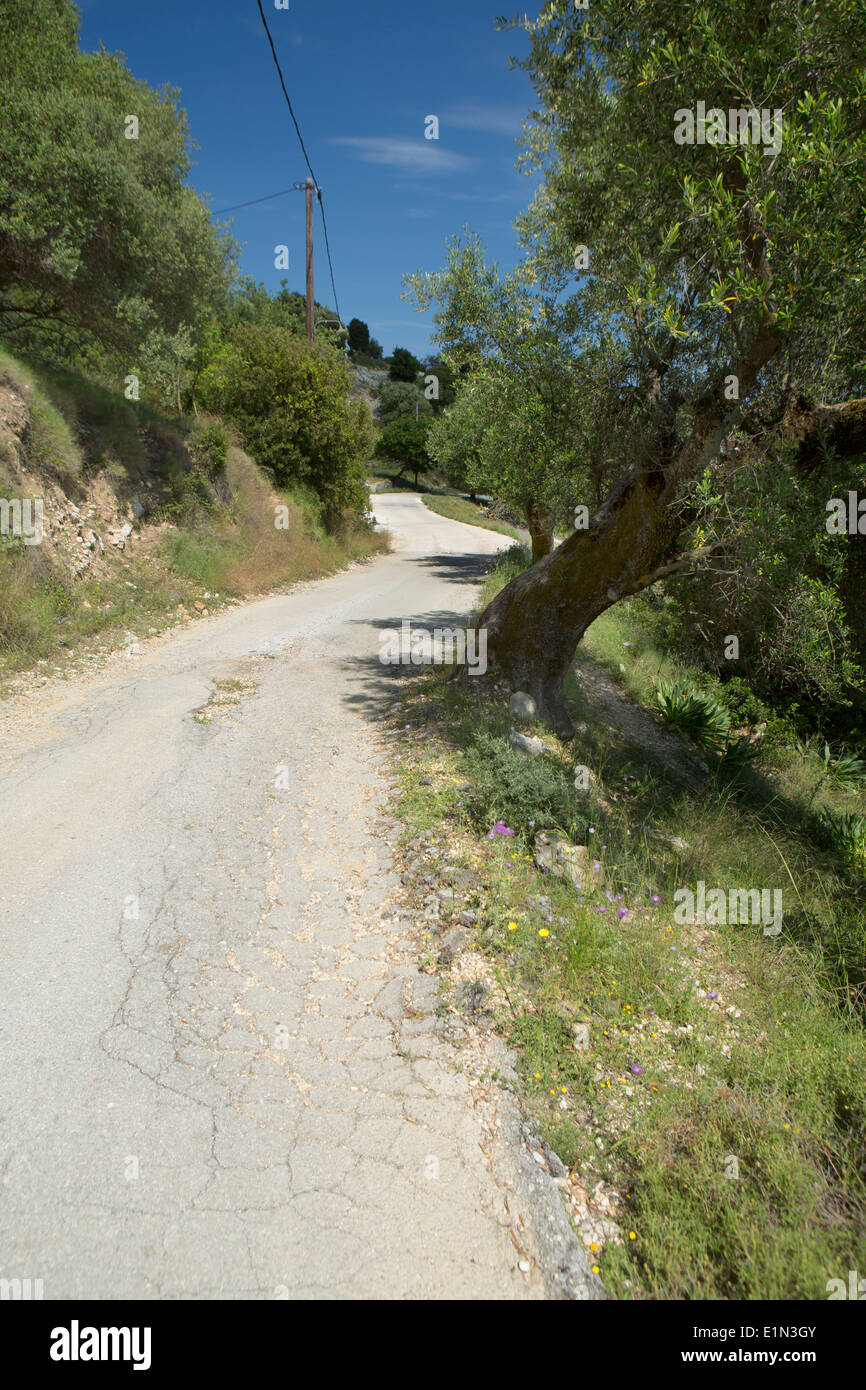 Una vecchia strada si avvolge attorno ad alberi di olivo in Cefalonia Foto Stock