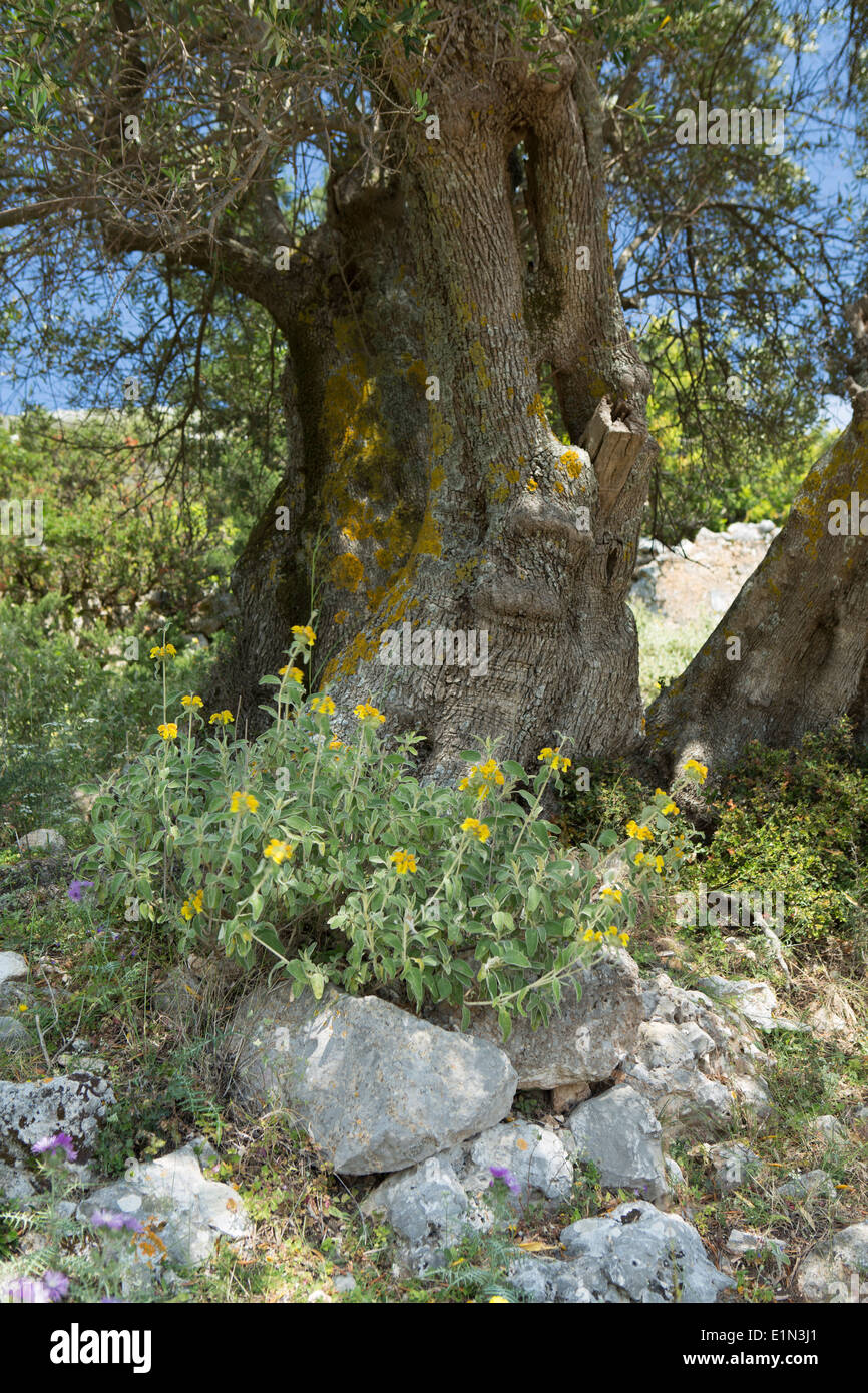 Fiori selvaggi crescono sotto l'ombra di un vecchio albero di olivo in Cefalonia, Grecia. Foto Stock