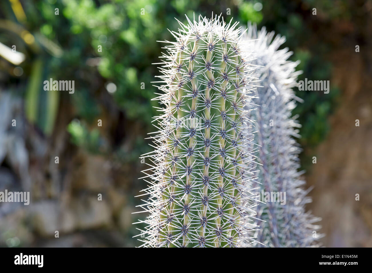 Piante esotiche, cactus dettaglio Foto Stock
