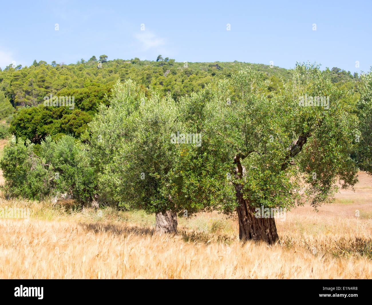Albero di olivo in un campo di orzo Foto Stock