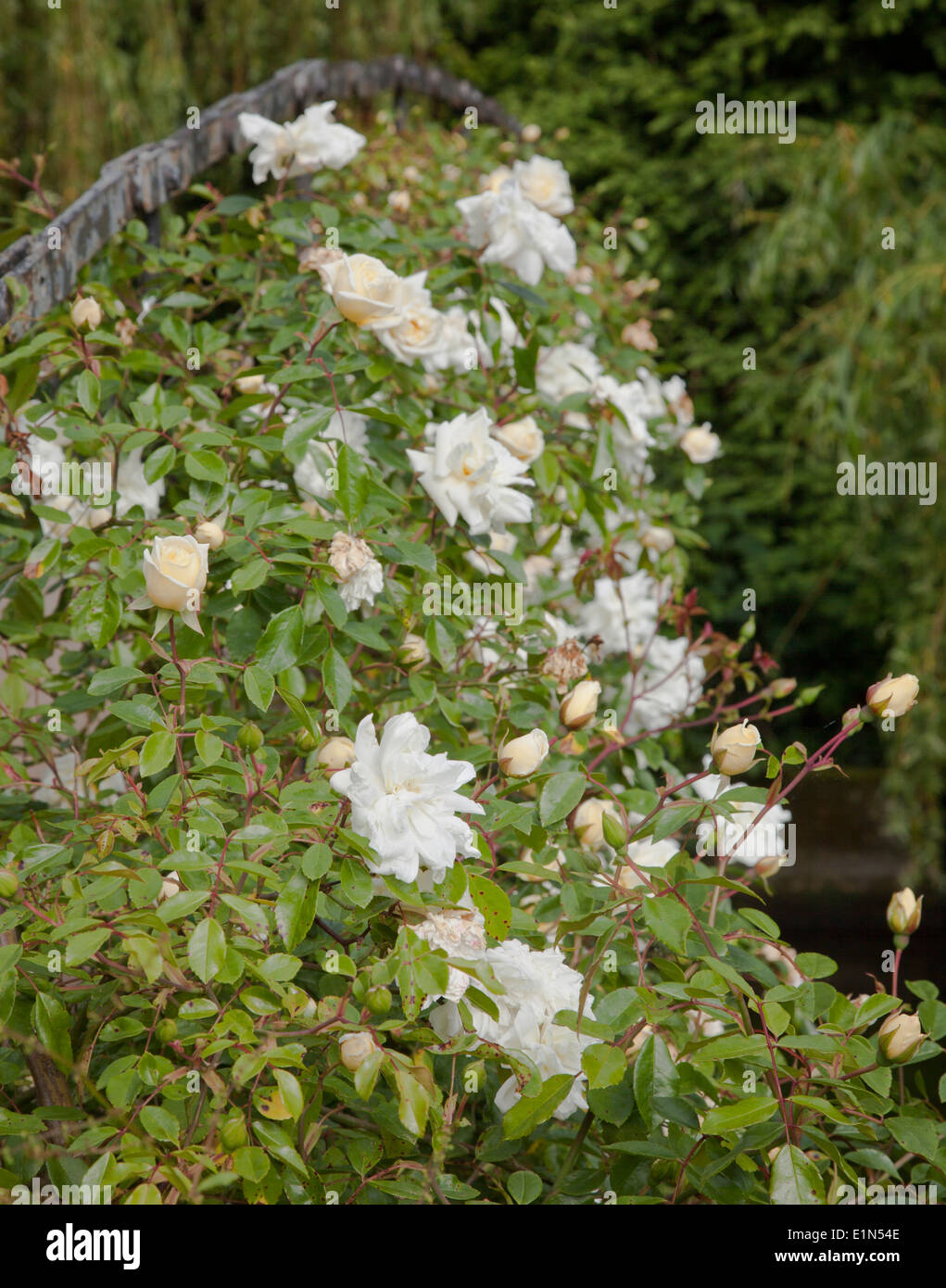 Rose Antiche che copre un ponte nei giardini di Mottisfont Abbey, Nr Romsey Hampshire Foto Stock