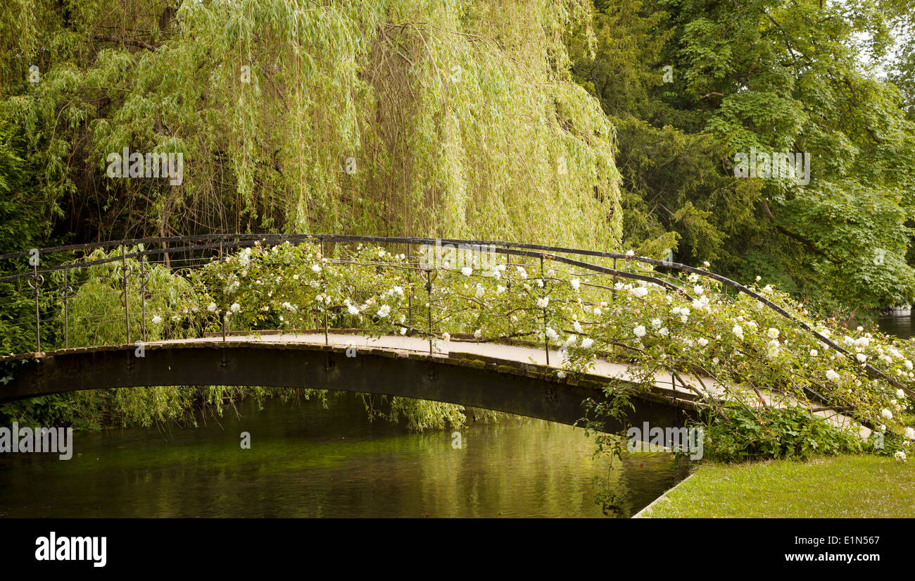 Rose coperta ponte sopra il fiume Test a Mottisfont Abbey Hampshire con un salice piangente in background Foto Stock