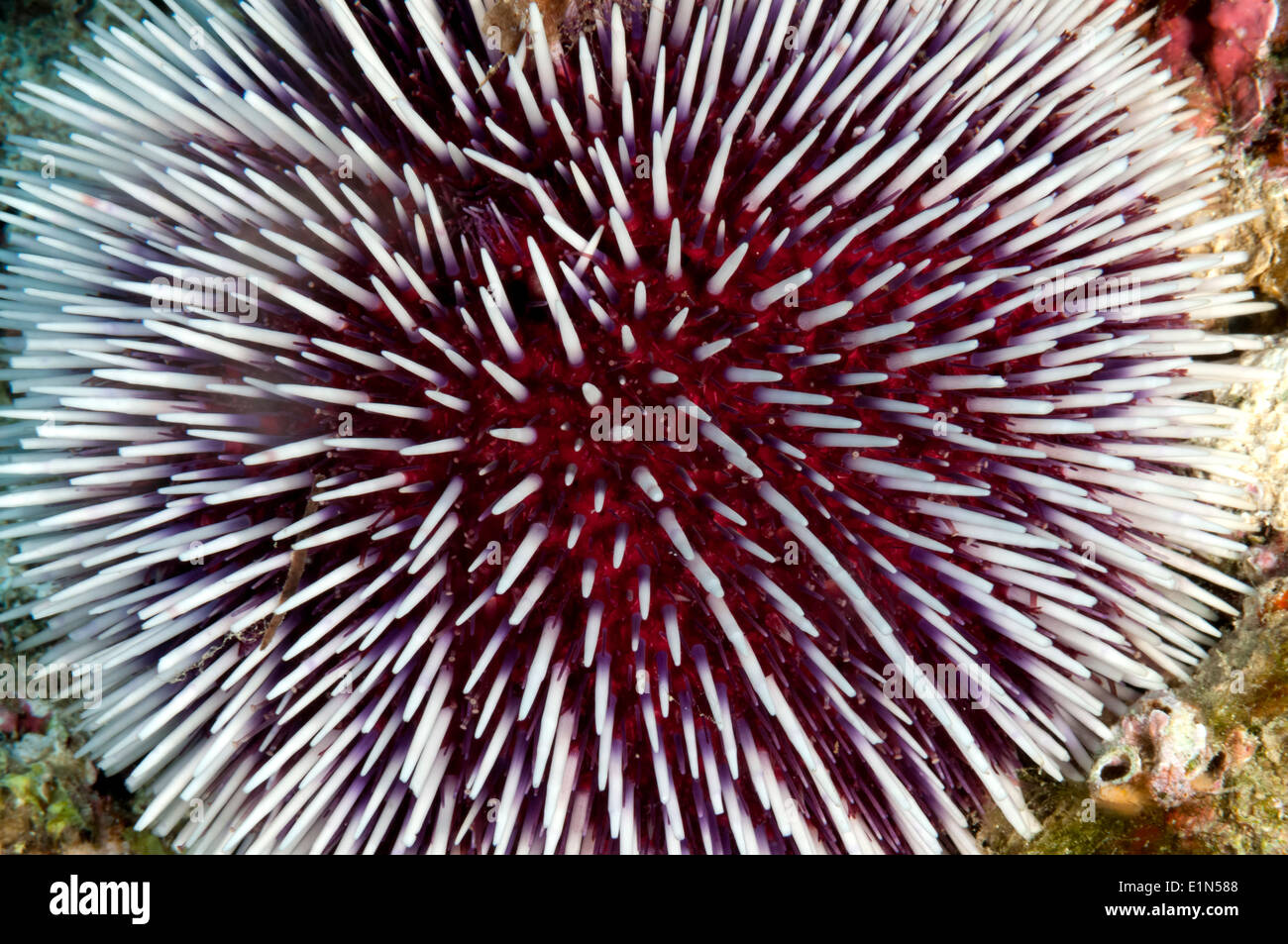 Bellissimo il bianco e il rosso dei ricci di mare Foto Stock