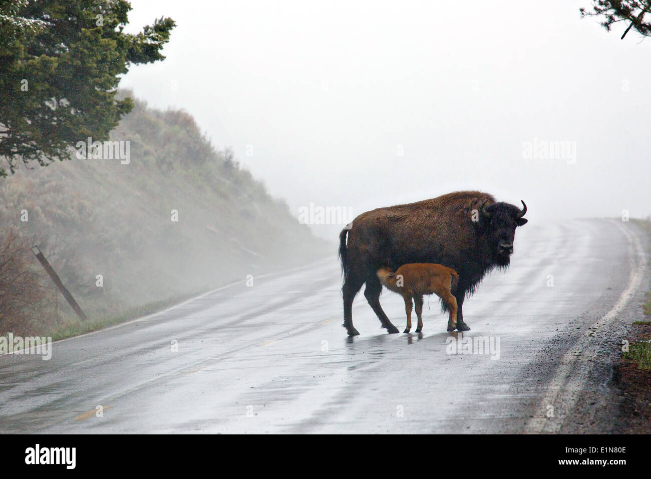 Un bisonte Americano e arresto di vitello su una strada su un nebbioso giorno di primavera nel Parco Nazionale di Yellowstone 10 maggio 2014 nel Parco Nazionale di Yellowstone, WY. Yellowstone è il solo posto negli Stati Uniti dove i bisonti hanno vissuto ininterrottamente fin dai tempi della preistoria. Foto Stock