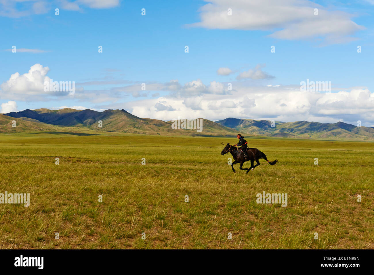 Mongolia, Tov provincia, formazione per Naadam cavallo di razza Foto Stock