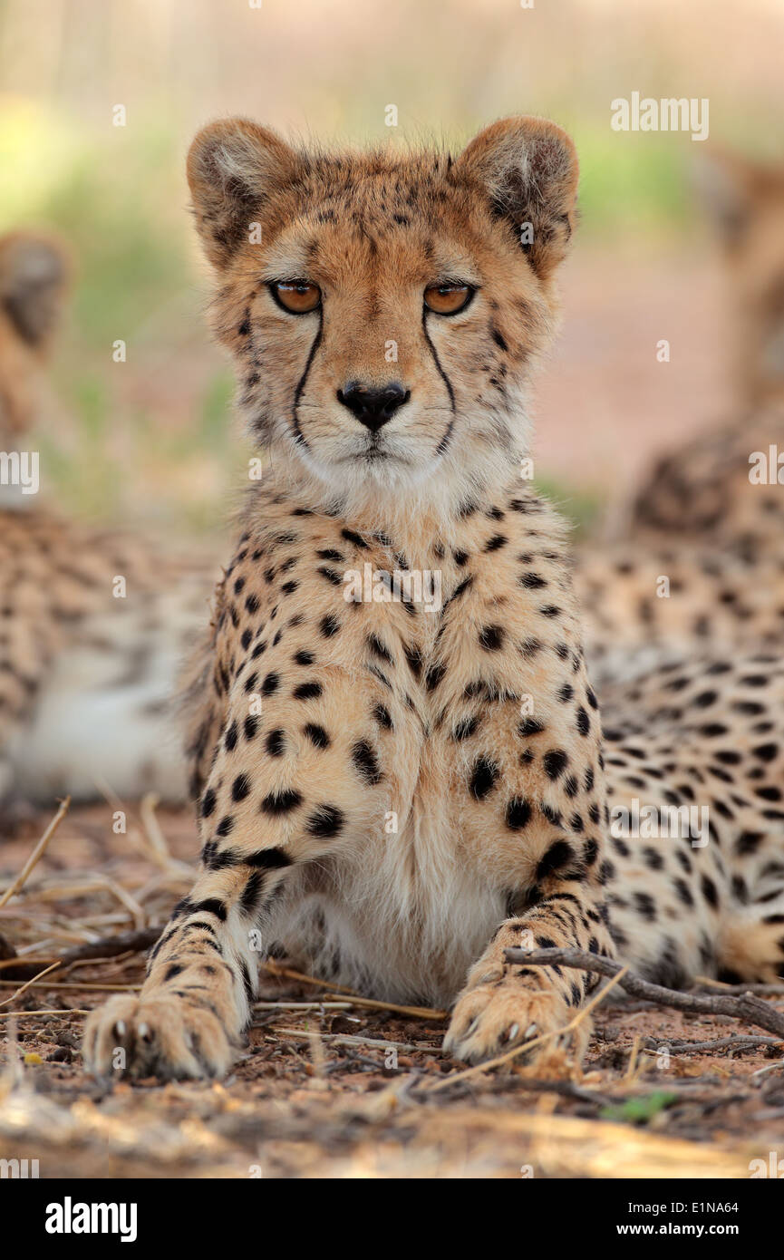 Alert ghepardo (Acinonyx jubatus), Deserto Kalahari, Sud Africa Foto Stock