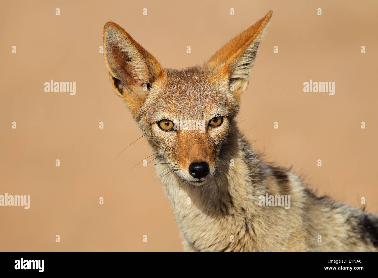 Ritratto di un nero-backed Jackal (Canis mesomelas), Deserto Kalahari, Sud Africa Foto Stock