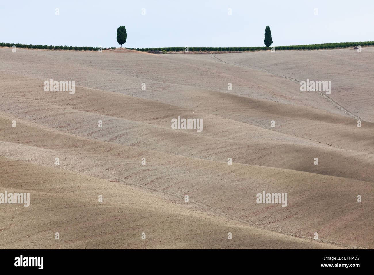 Paesaggio con due alberi e campi arati nella regione di Torrenieri, provincia di Siena, Toscana, Italia Foto Stock