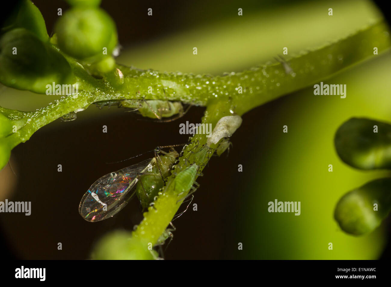 Femminile alato afidi e alcuni giovani, su un impianto di ortensie. bug Aphidoidea Foto Stock
