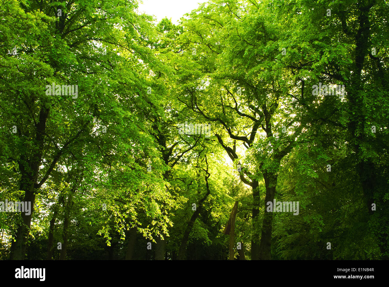 Bella e verde di alberi in una foresta, la luce del sole proveniente attraverso le foglie Foto Stock