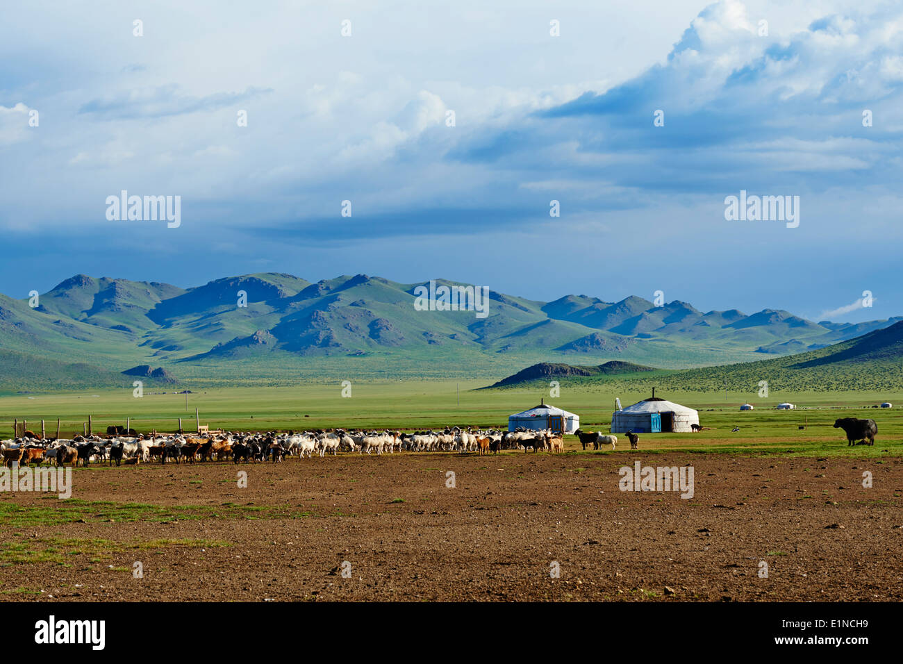 Mongolia, Zavkhan provincia, accampamento nomade Foto Stock