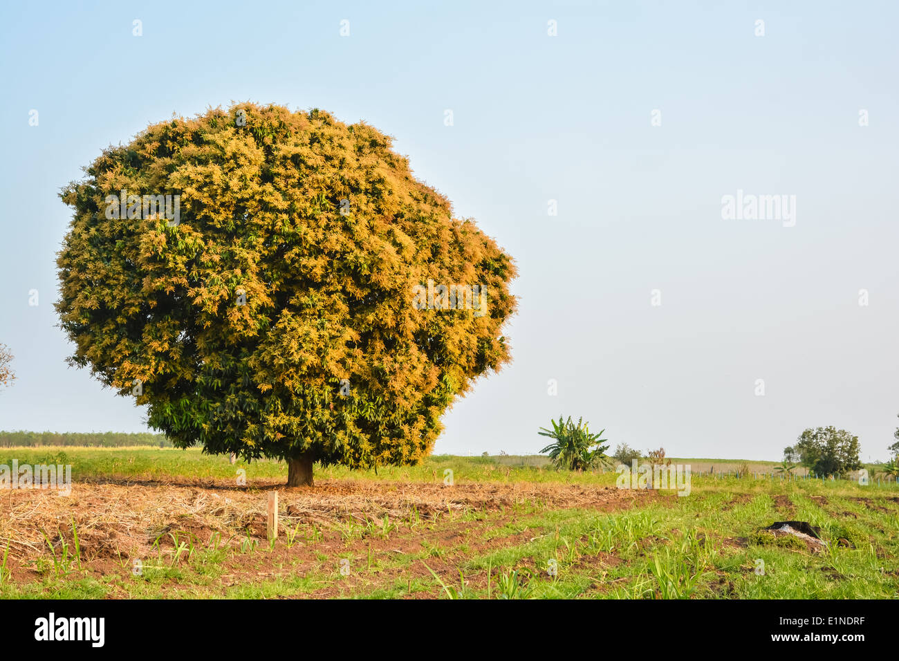 Bouquet di fiori di mango sul mango tree Foto Stock