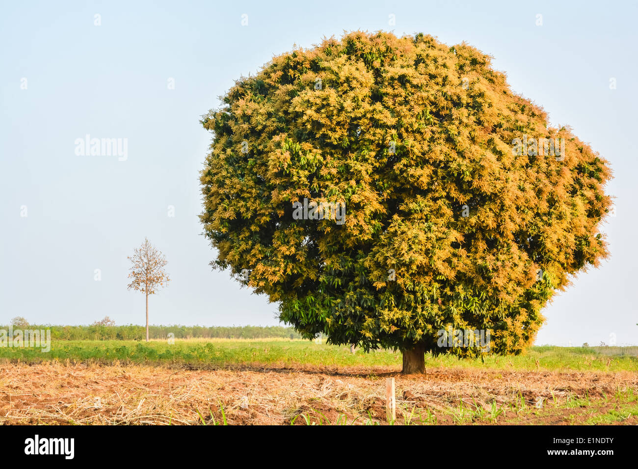 Bouquet di fiori di mango sul mango tree Foto Stock