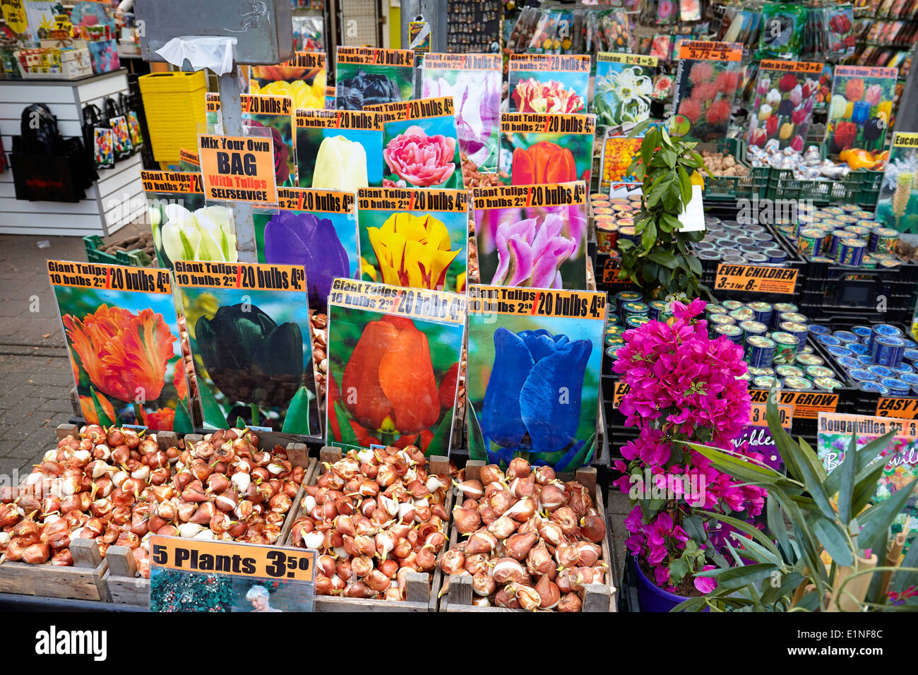 Tulipani di Amsterdam il mercato dei fiori - Olanda Paesi Bassi Foto Stock