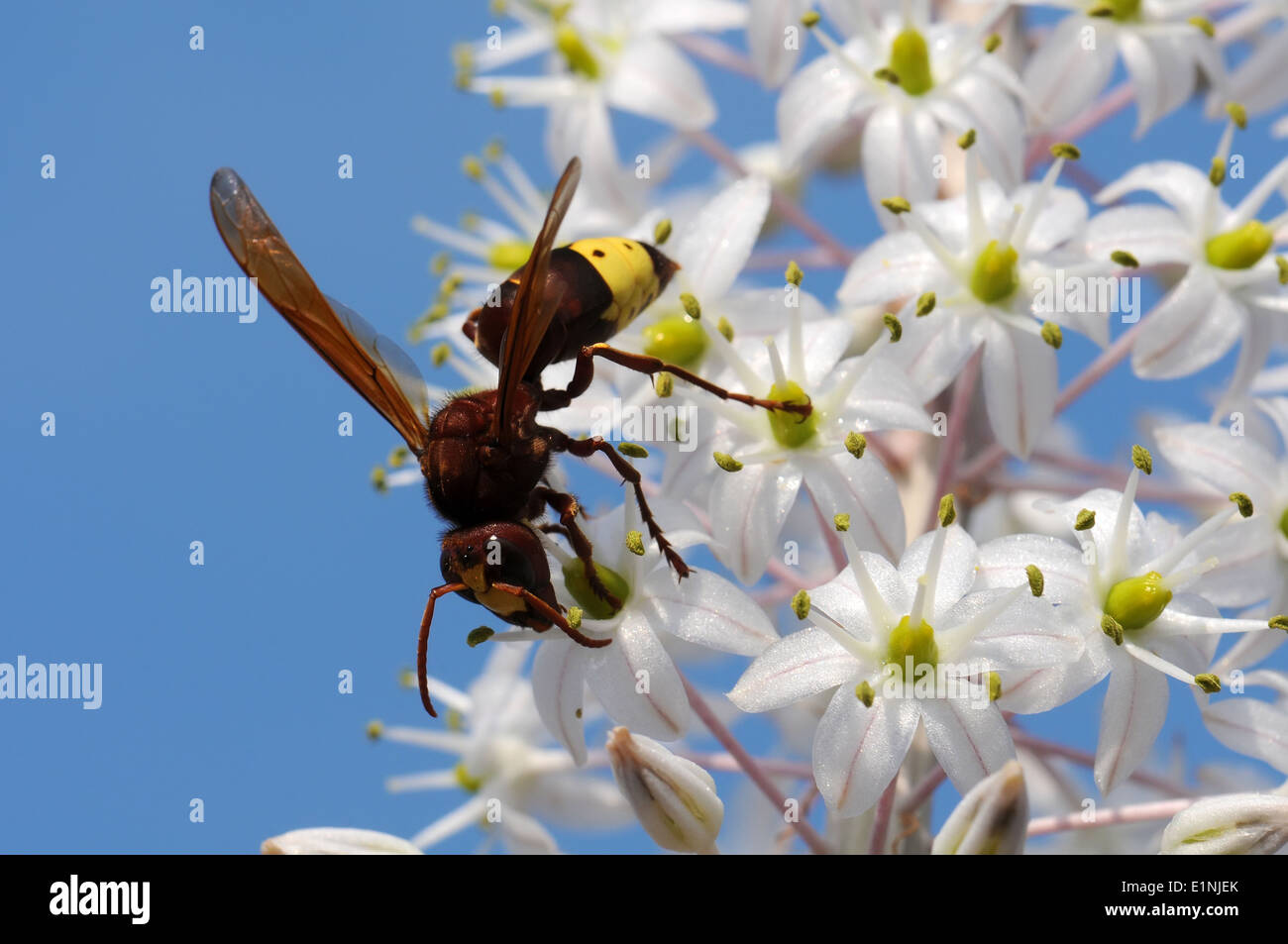 Oriental horneton Squill Foto Stock