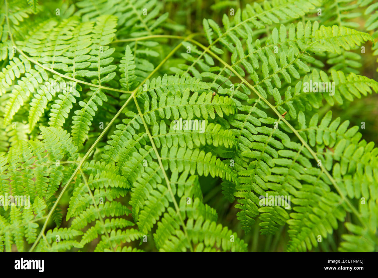 Foglia di felce a Bolton Abbey, nello Yorkshire, Regno Unito Foto Stock