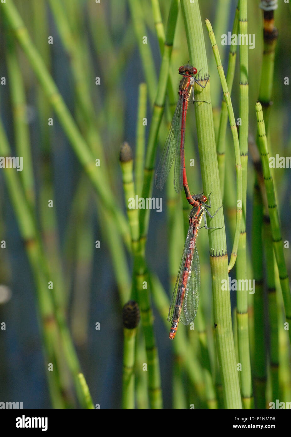 Grandi damselflies rosso ( pyrrhosoma nymphula ) in tandem Foto Stock