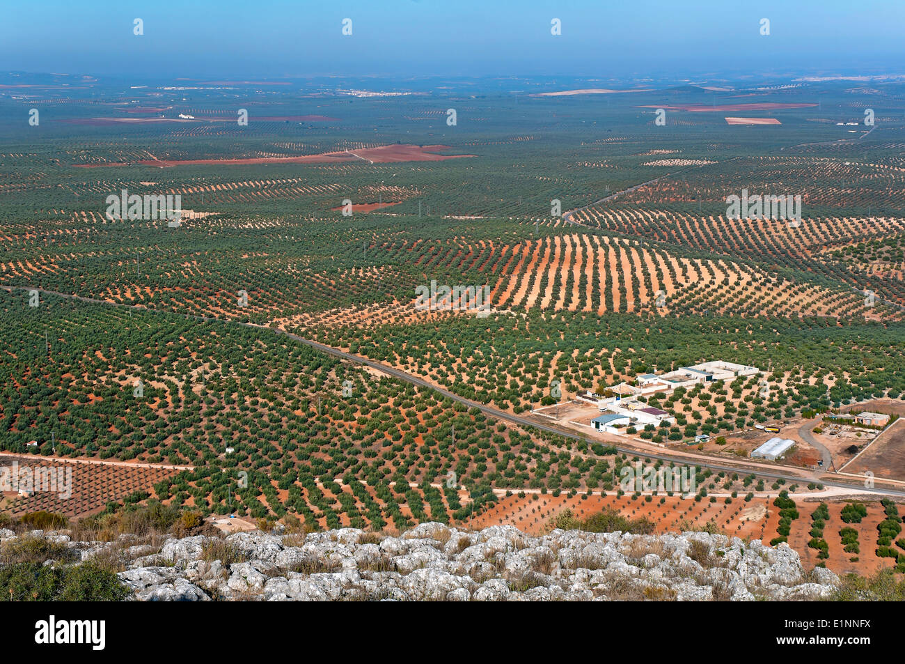 Paesaggio di oliveto, il percorso turistico dei banditi, Alameda, provincia di Malaga, regione dell'Andalusia, Spagna, Europa Foto Stock