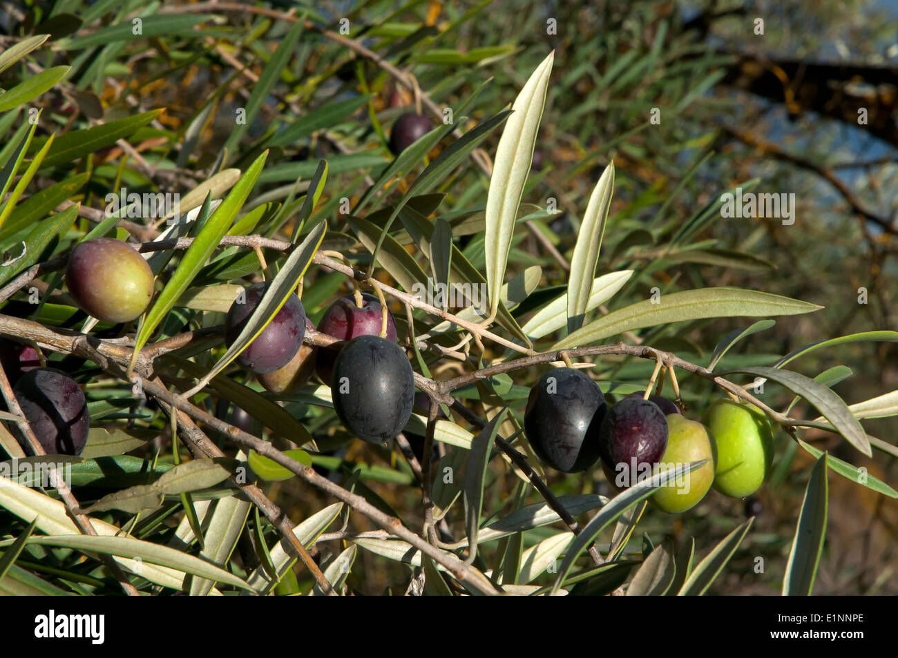 Albero di olivo, olive, il percorso turistico dei banditi, jauja, in provincia di Cordoba, regione dell'Andalusia, Spagna, Europa Foto Stock