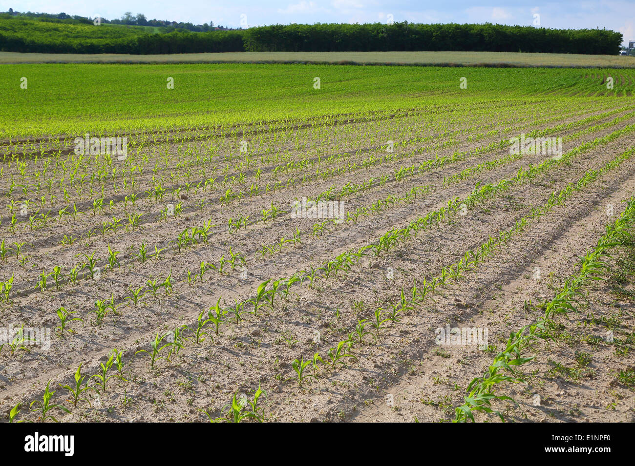 Agricoltura Foto Stock
