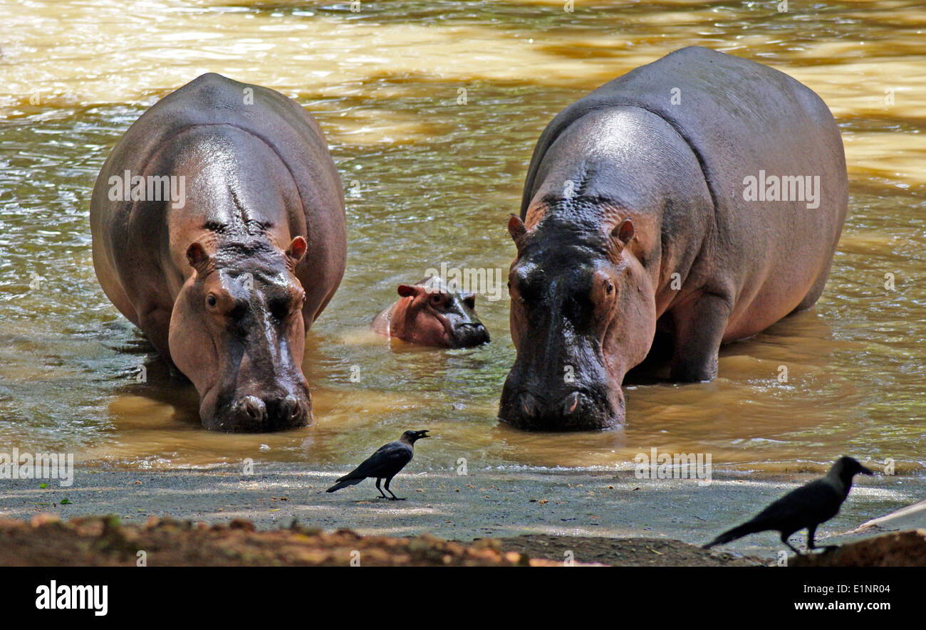 Famiglia di ippopotamo ippopotamo giovane bambino con famiglia ippopotamo sull'acqua ippona ippopotami India Foto Stock