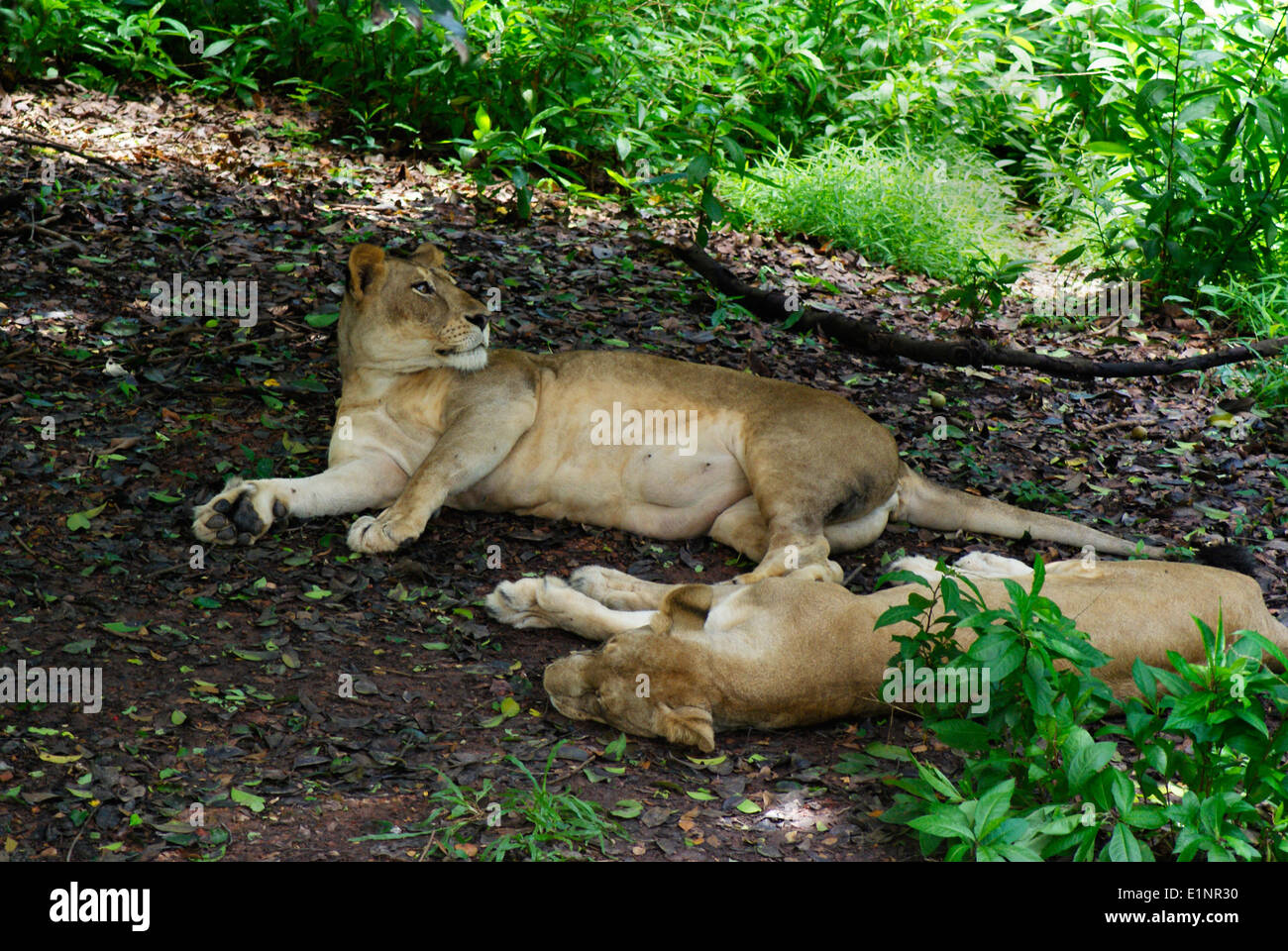 I Lions Lion India Asia due leonessa rilassante Foto Stock
