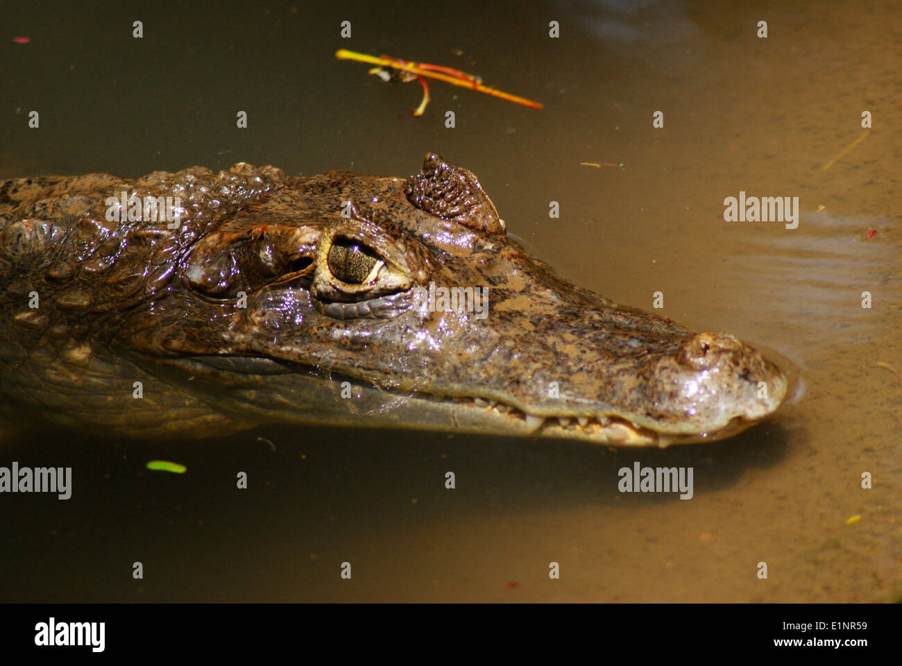 Coccodrillo in acqua occhio di coccodrillo tipica vista spectacled crocodilus caimano India Foto Stock