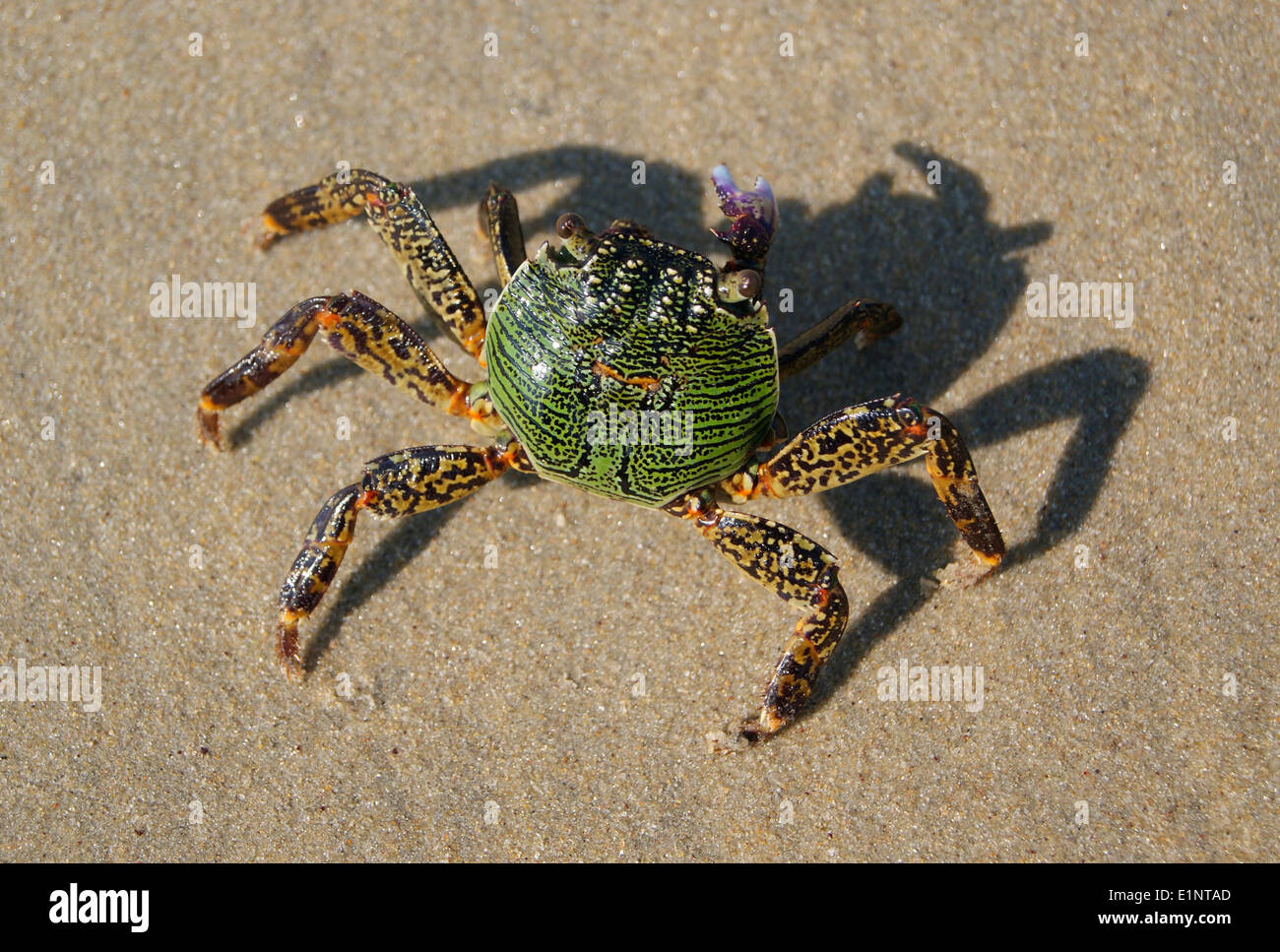 Il granchio in sabbia Crab closeup vista tipica crab camminando sulla spiaggia India Foto Stock