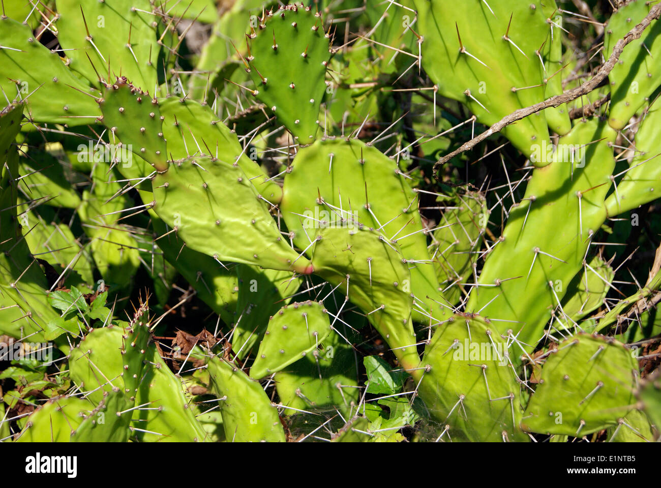 Il Cactus di foglie e spine Foto Stock