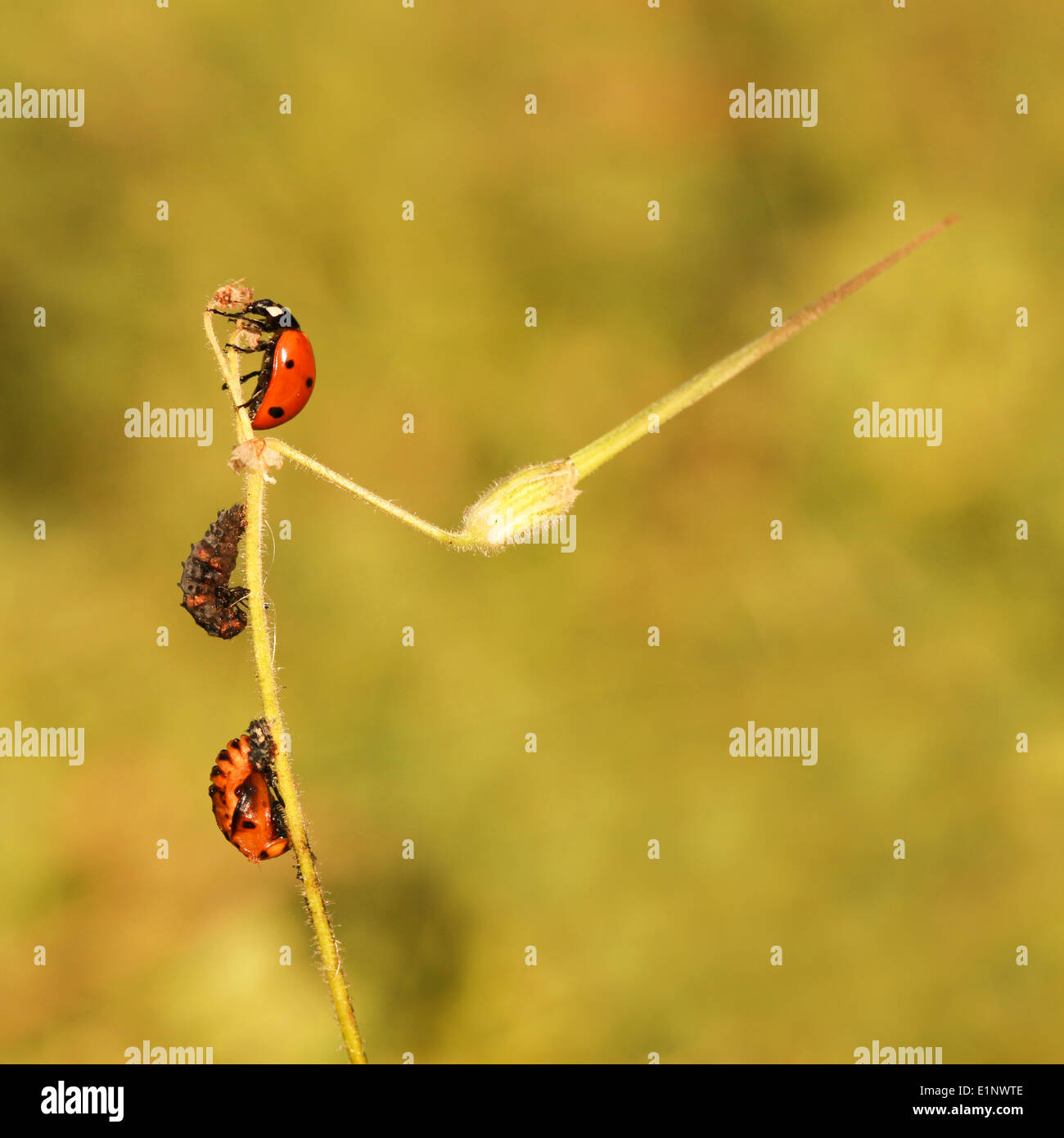 Coccinella septempunctata, sette-spot ladybird fotografato in Israele Foto Stock
