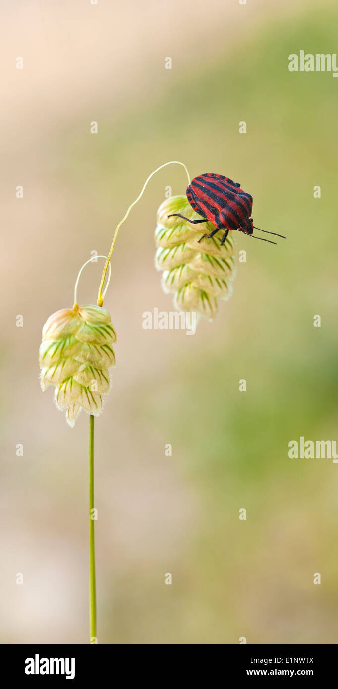 Menestrello bug su un impianto. Menestrello bugs (Graphosoma lineatum) Foto Stock