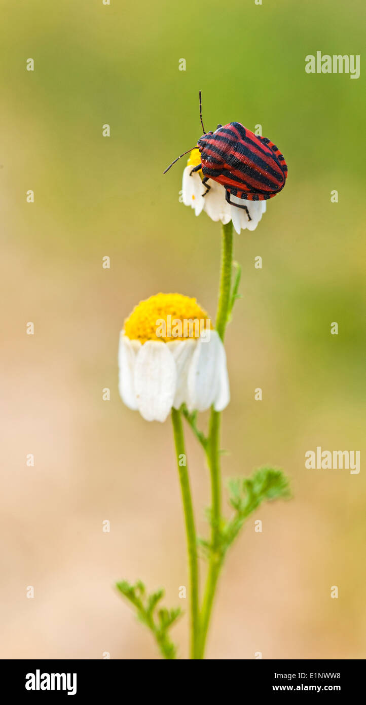 Menestrello bug su un impianto. Menestrello bugs (Graphosoma lineatum) Foto Stock