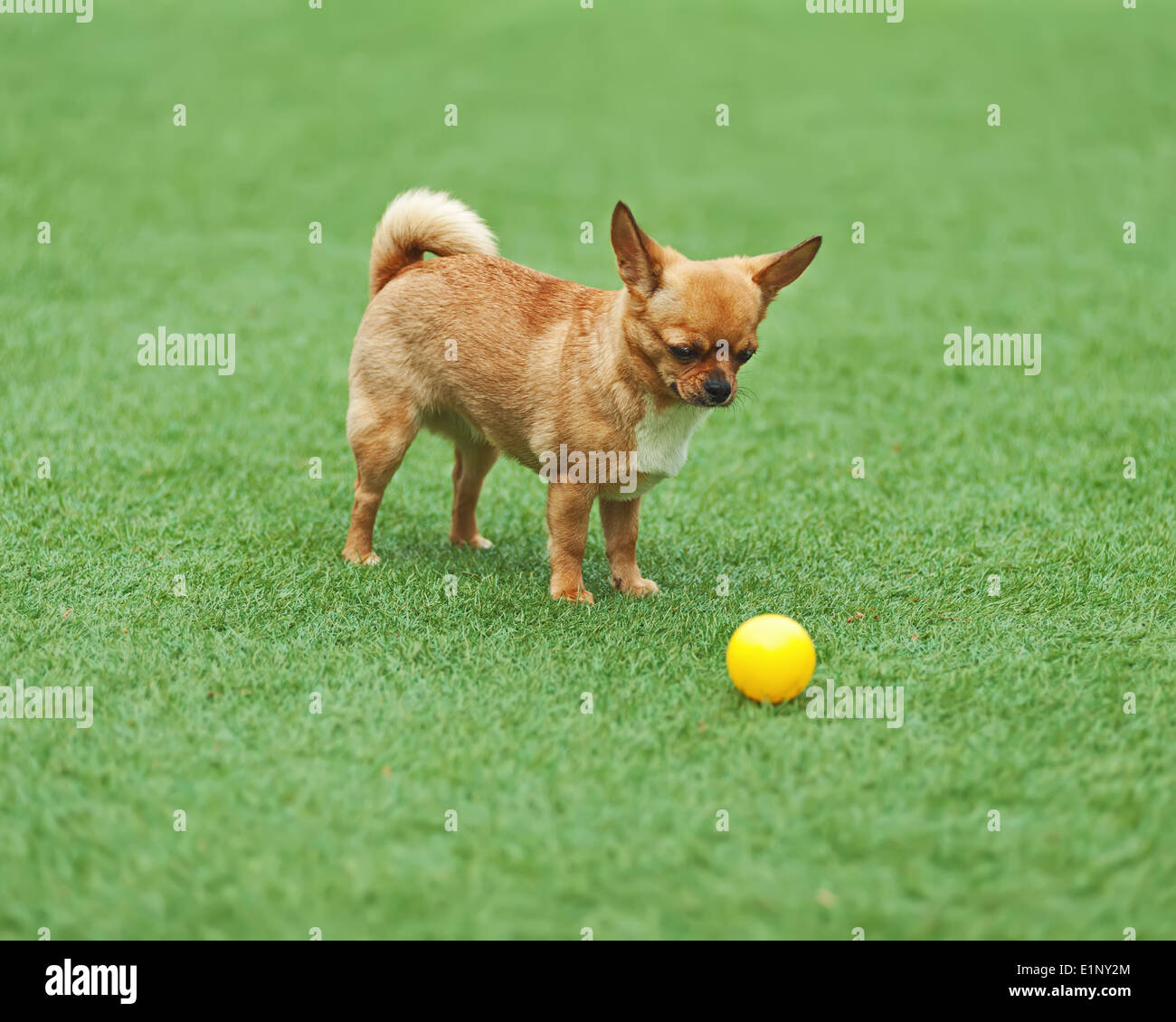 Red chihuahua cane e sfera di colore giallo su verde erba Foto Stock